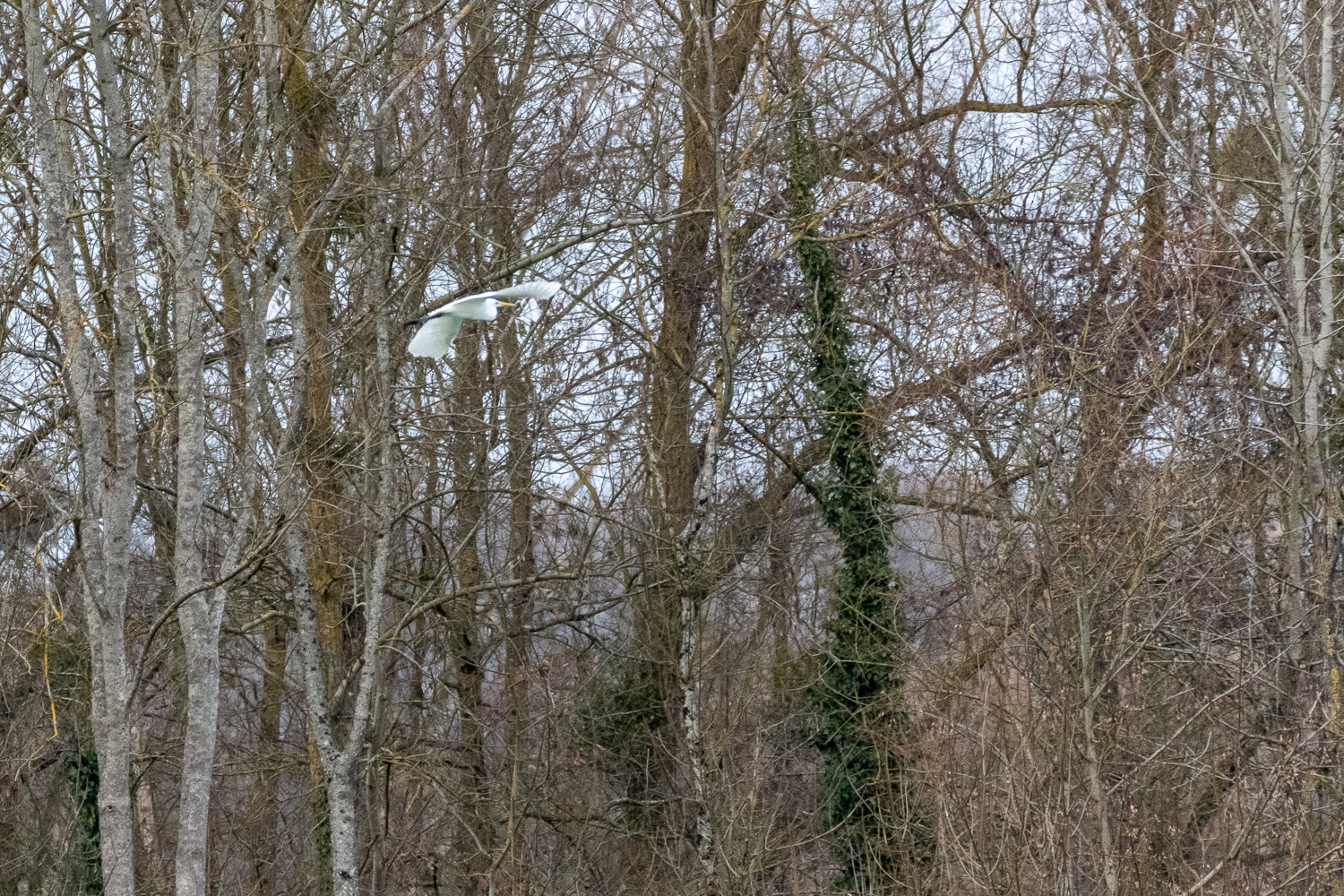 Grande aigrette