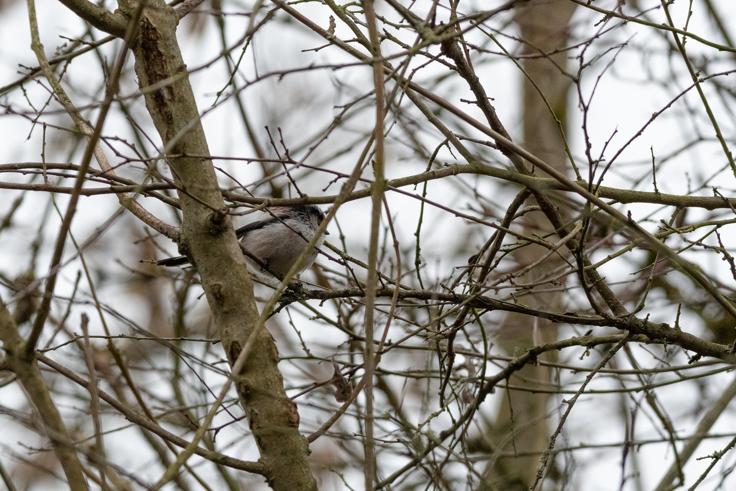 Mésange à longue queue