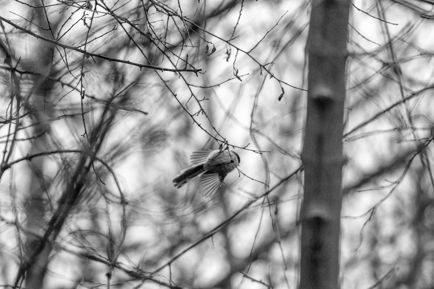 Mésange à longue queue