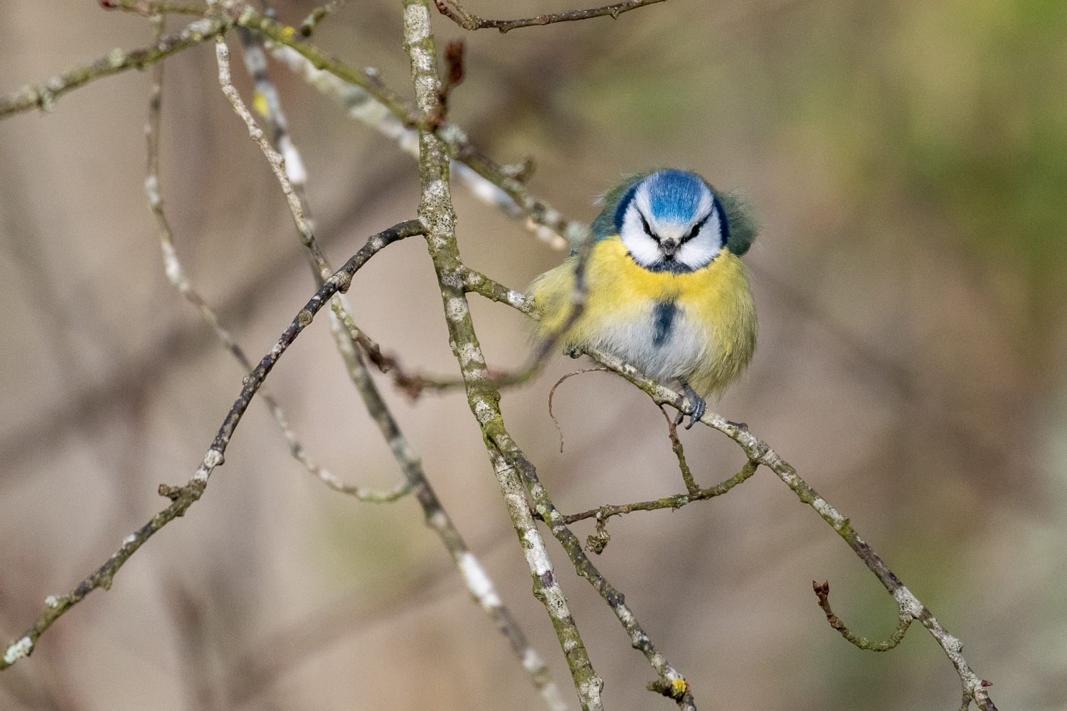 Mésange bleue