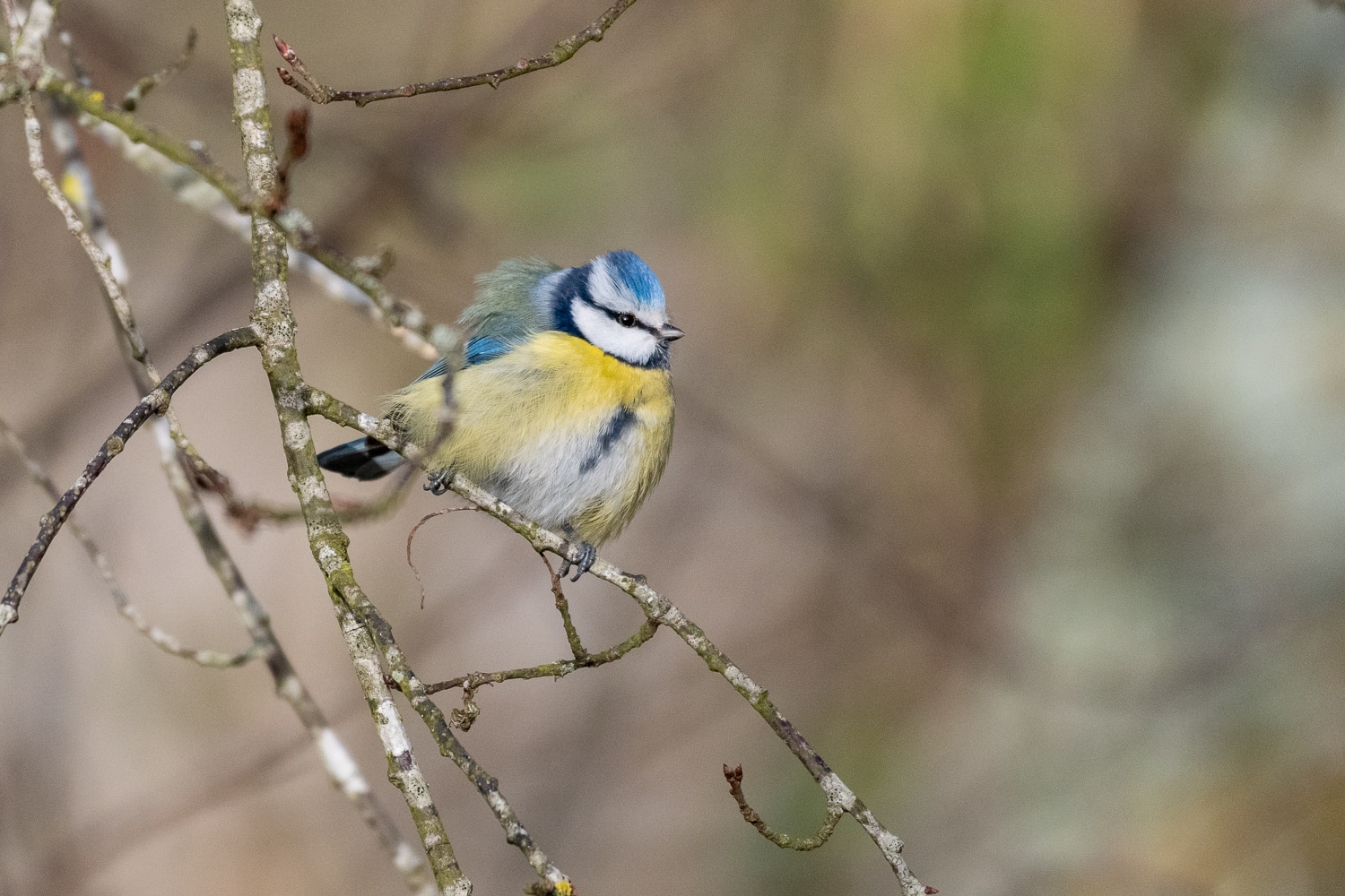 Mésange bleue