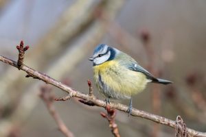 Mésange bleue