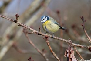 Mésange bleue