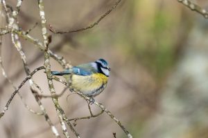 Mésange bleue