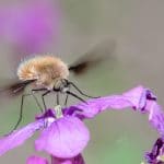 Insecte avec une trompe : bombyle. Bombylius est un genre d'insectes diptères de la famille des Bombyliidae.