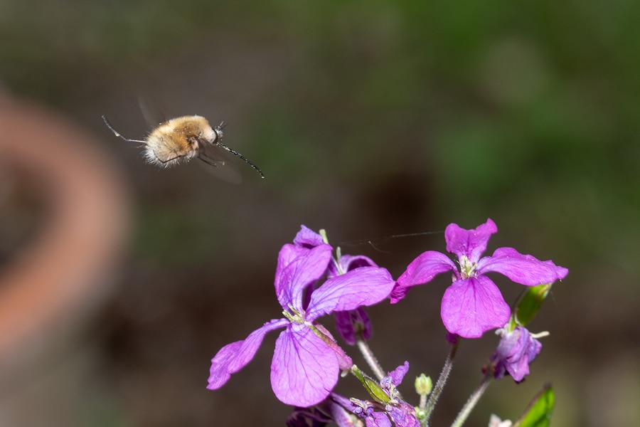 Insecte avec une trompe : bombyle. Bombylius est un genre d'insectes diptères de la famille des Bombyliidae.