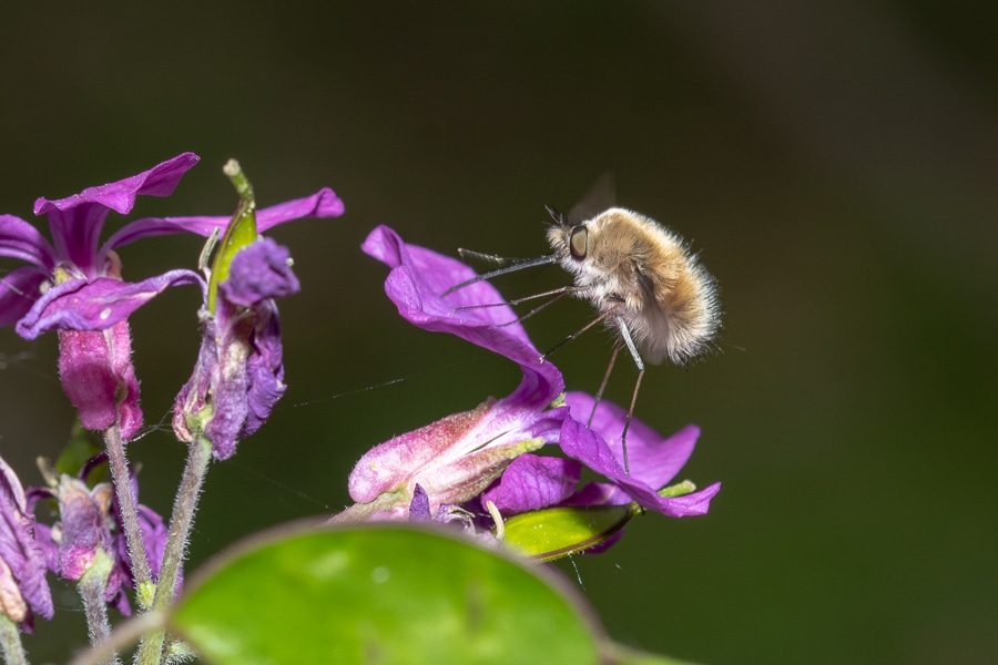 Insecte avec une trompe : bombyle. Bombylius est un genre d'insectes diptères de la famille des Bombyliidae.