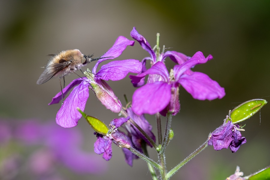 Insecte avec une trompe : bombyle. Bombylius est un genre d'insectes diptères de la famille des Bombyliidae.