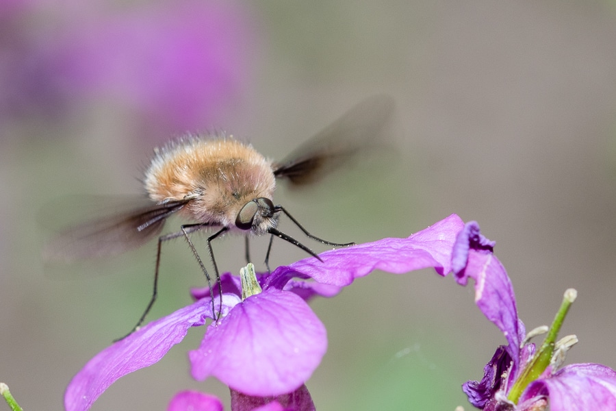 Insecte avec une trompe : bombyle. Bombylius est un genre d'insectes diptères de la famille des Bombyliidae.