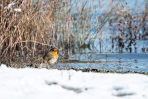 Rouge-gorge Familier