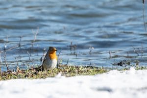 Rouge-gorge Familier