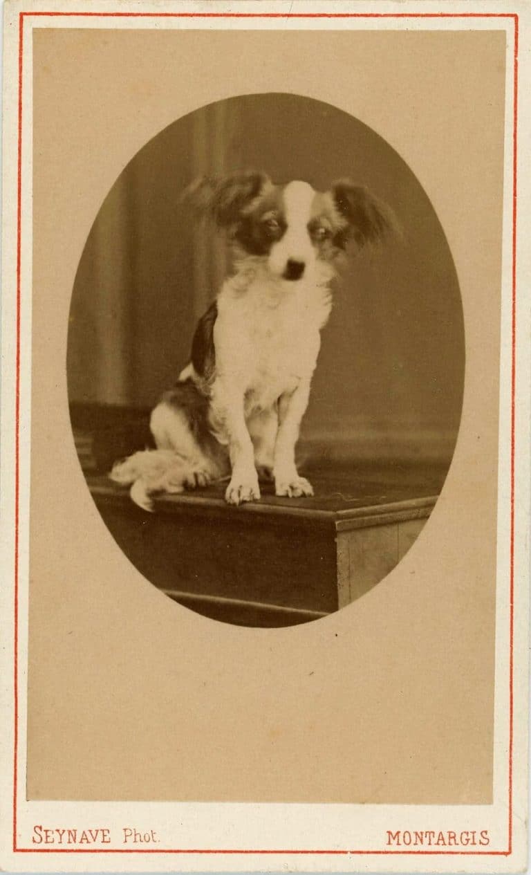 Vieux Montargis, photographe Seynave J. vers 1860-1880